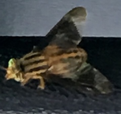 Chrysops vittatus