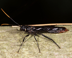 Urocerus cressoni