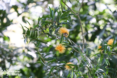 Stifftia chrysantha