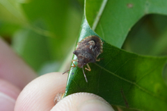 Dendrocoris humeralis