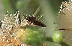Oedancala dorsalis