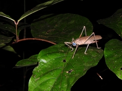 Eumecopterus incisus