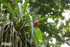 Quesnelia quesneliana