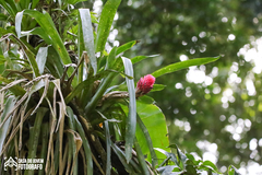 Quesnelia quesneliana