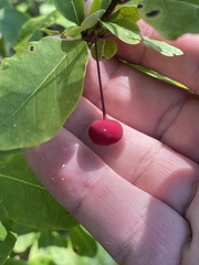 Ilex mucronata image