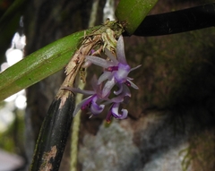 Scaphyglottis stellata