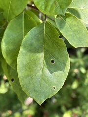 Ilex mucronata image