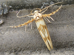 Stathmopoda stimulata