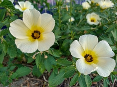 Turnera subulata