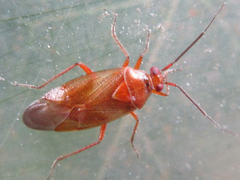 Alloeotomus simplus