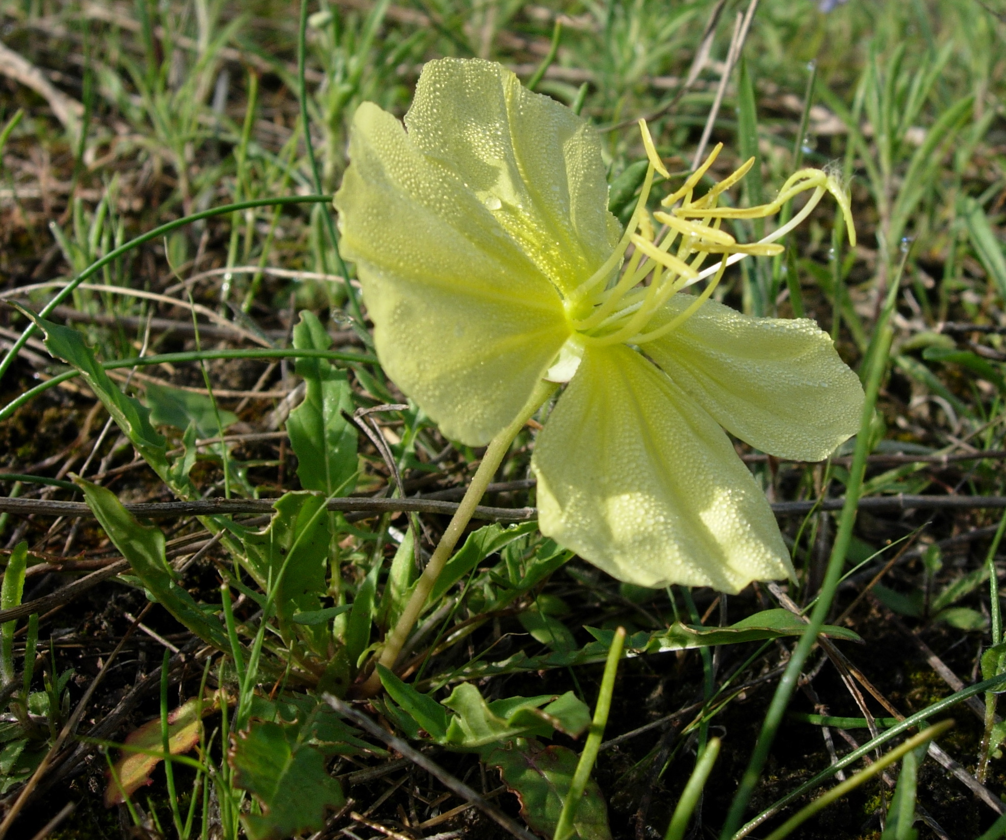 Oenothera triloba