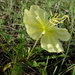 Stemless Evening Primrose - Photo (c) Gravitywave, some rights reserved (CC BY-NC-SA)