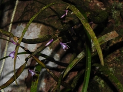 Scaphyglottis stellata