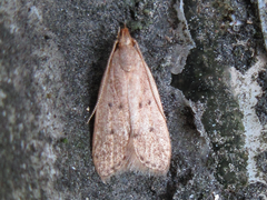 Brachmia modicella