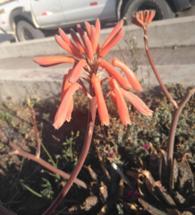 Aloe