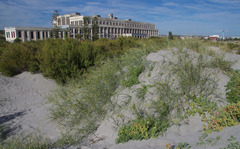 Spinifex longifolius