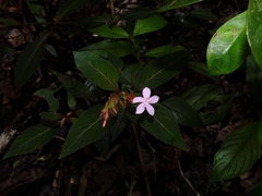 Sipanea wilson-brownei