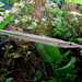 Freshwater Garfish - Photo (c) Guérin Nicolas, some rights reserved (CC BY-SA)