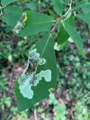 Leucanthiza dircella