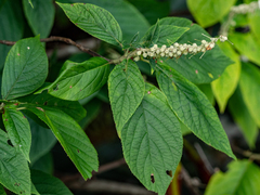 Clethra acuminata