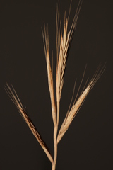 Brachypodium distachyon