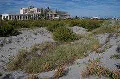 Spinifex longifolius
