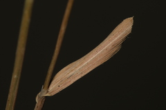Brachypodium distachyon