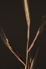 Brachypodium distachyon