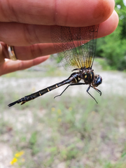 Somatochlora walshii