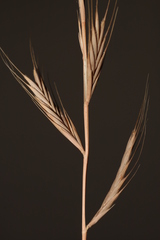 Brachypodium distachyon