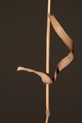 Brachypodium distachyon