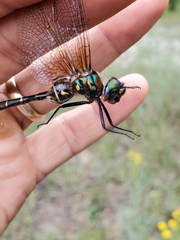 Somatochlora walshii