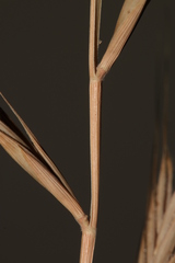 Brachypodium distachyon