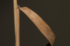 Brachypodium distachyon