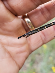 Somatochlora walshii