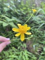 Ranunculus petiolaris