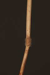Brachypodium distachyon