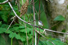 Prinia hodgsonii