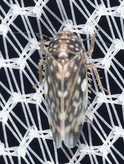 Xestocephalus superbus