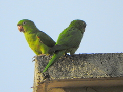 Psittacara leucophthalmus