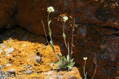 Draba glabella