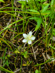 Parnassia parviflora