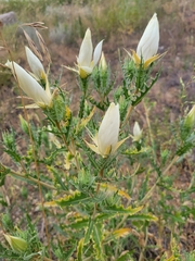 Mentzelia decapetala