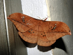 Copaxa multifenestrata