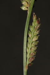 Echinochloa colona