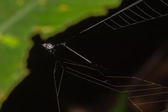 Theridiosoma