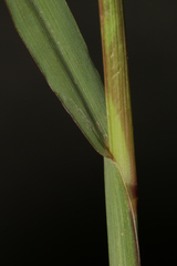 Echinochloa colona
