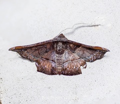 Fascellina porphyreofusa