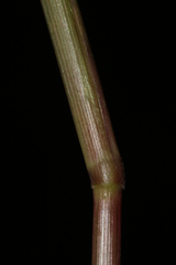 Echinochloa colona