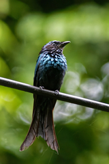 Dicrurus aeneus